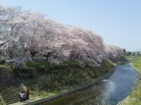 ４月　桜の季節