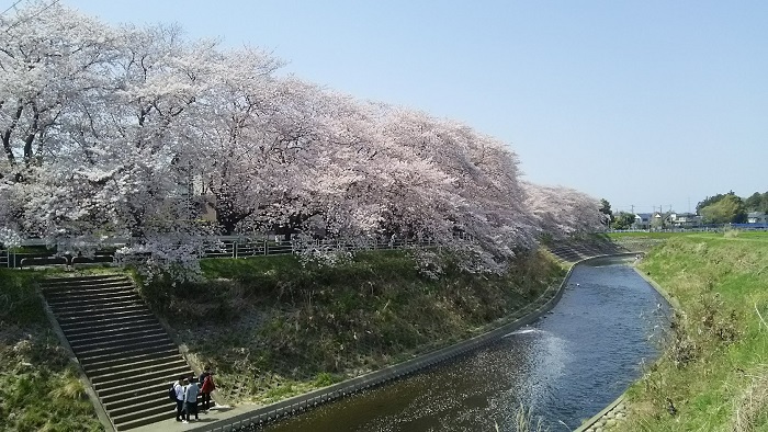 ４月　桜の季節